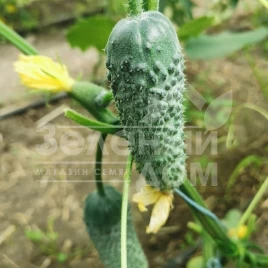 Семена огурцов Брутус F1 / Brutus F1,35-37 дней купить оптом и в розницу в Украине по выгодной цене