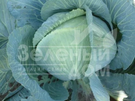 Семена капусты белокочанной Муксума F1 / Mucsuma F1,130-140 дней купить оптом и в розницу в Украине по выгодной цене