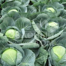 Семена капусты белокочанной Центурион F1 / Centurion F1,100-110 дней купить оптом и в розницу в Украине по выгодной цене
