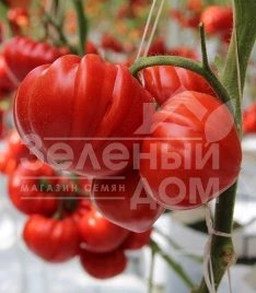 Семена томатов Сарра F1 / Sarra F1,60-65 дней купить оптом и в розницу в Украине по выгодной цене