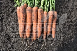 Семена моркови Норвей F1 / Norway F1,130 дней купить оптом и в розницу в Украине по выгодной цене
