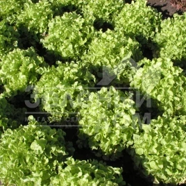Семена салата Дубаголд / Dubagold купить оптом и в розницу в Украине по выгодной цене