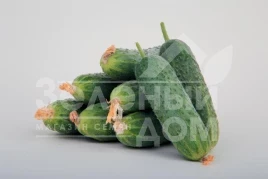 Семена огурцов ЛС 1912 F1 / LS 1912 F1 купить оптом и в розницу в Украине по выгодной цене