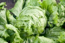 Семена салата Диамантинас / Diamantinas купить оптом и в розницу в Украине по выгодной цене