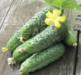 Насіння огірків Аристократ F1 / Aristocrat F1,35-37 днів купити оптом і в роздріб в Україні за вигідною ціною