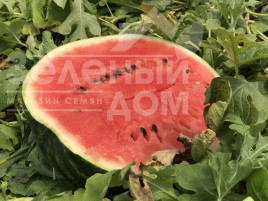 Насіння кавуна Хілон (Уста,141-172) F1 / Xilon (Usta,141-172) F1,60-62 дні купити оптом і в роздріб в Україні за вигідною ціною