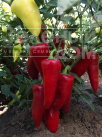 Насіння солодкого перцю Сакура / Sakura купити оптом і в роздріб в Україні за вигідною ціною