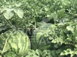 Семена арбуза Фелип F1  (51-019) / Felipe F1  (51-019) купить оптом и в розницу в Украине по выгодной цене