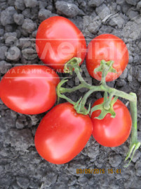 Насіння томатів 8504 F1 / 8504 F1, 125 днів купити оптом і в роздріб в Україні за вигідною ціною