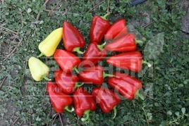 Семена сладкого перца Анетта F1 / Anetta F1 купить оптом и в розницу в Украине по выгодной цене