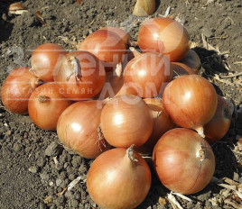 Цибуля ріпчаста Копер Стар F1 / Copper Star F1,105-110 днів купити оптом і в роздріб в Україні за вигідною ціною