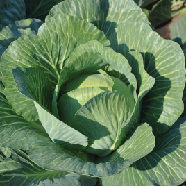 Насіння капусти білокачанної Кабінет F1 / Cabinet F1, 130-135 днів купити оптом і в роздріб в Україні за вигідною ціною