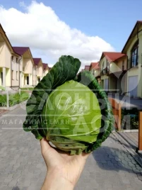 Семена капусты белокочанной Хом Ран F1 / Home Ran F1 купить оптом и в розницу в Украине по выгодной цене