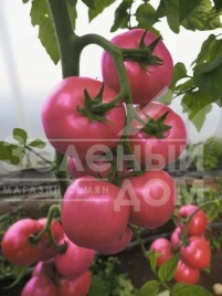 Семена томатов Сиберите 916 F1 / Siberite 916 F1 купить оптом и в розницу в Украине по выгодной цене