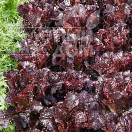 Насіння салату Дарк Роден / Dark Roden купити оптом і в роздріб в Україні за вигідною ціною