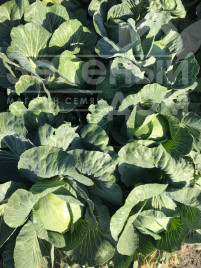 Насіння капусти білокачанної Вісконт F1 / Vyskont F1,130-135 днів купити оптом і в роздріб в Україні за вигідною ціною