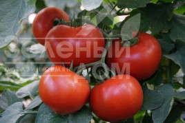 Насіння томатів Багіра F1 / Baghera F1,65-70 днів купити оптом і в роздріб в Україні за вигідною ціною