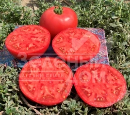 Семена томатов Альма (ЕЗ 2104) F1 / Alma (EZ 2104) F1, 62-65 дней купить оптом и в розницу в Украине по выгодной цене