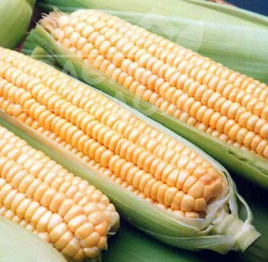 Насіння кукурудзи Андріа F1 / Andria F1,90-95 днів купити оптом і в роздріб в Україні за вигідною ціною