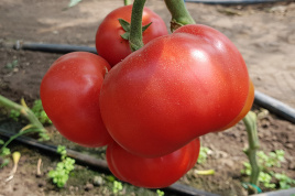 Насіння томатів Рестлер F1 / Wrestler F1 купити оптом і в роздріб в Україні за вигідною ціною