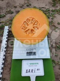 Семена дыни Бари F1 / Bari F1 купить оптом и в розницу в Украине по выгодной цене