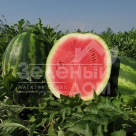 Семена арбуза Монтана F1 / Montana F1,68-72 дня купить оптом и в розницу в Украине по выгодной цене