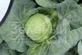 Семена капусты белокочанной Алина F1 / Alina F1,45-50 дней купить оптом и в розницу в Украине по выгодной цене