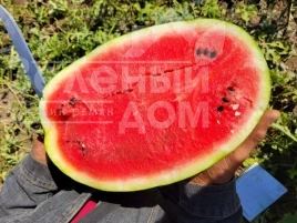 Семена арбуза Бинго F1 / Bingo F1, 68-70 дней купить оптом и в розницу в Украине по выгодной цене