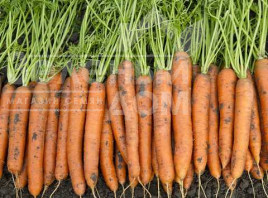 Насіння моркви Карлано F1 / Carlano F1 купити оптом і в роздріб в Україні за вигідною ціною