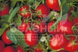 Семена томатов Астерикс F1 / Asteriks F1,100-105 дней купить оптом и в розницу в Украине по выгодной цене