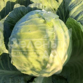 Семена капусты белокочанной Фанси F1 / Fansi F1,85 дней купить оптом и в розницу в Украине по выгодной цене