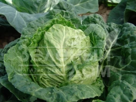Семена капусты савойской Рана Жлута / Rana Zluta,70-75 дней купить оптом и в розницу в Украине по выгодной цене