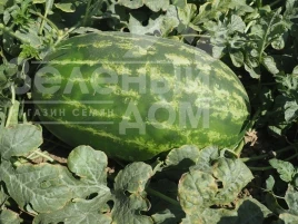Семена арбуза Эксплорер F1 / Eksplorer F1  купить оптом и в розницу в Украине по выгодной цене