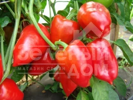 Семена сладкого перца Рубиновая / Rubinovaya купить оптом и в розницу в Украине по выгодной цене
