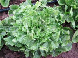 Насіння салату Парманс / Parmance купити оптом і в роздріб в Україні за вигідною ціною