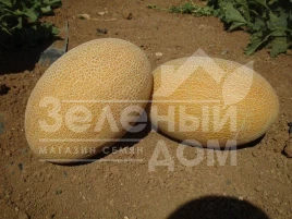 Семена дыни Мабелла F1 / Mabella F1,65-68 дней купить оптом и в розницу в Украине по выгодной цене
