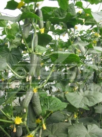 Семена огурцов Ленара F1 / Lenara F1,40 дней купить оптом и в розницу в Украине по выгодной цене