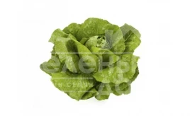 Семена салата Веродита / Verodita купить оптом и в розницу в Украине по выгодной цене