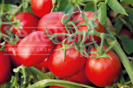 Насіння томатів Суомі F1 / Suomi F1,75-80 днів купити оптом і в роздріб в Україні за вигідною ціною