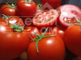 Томат Бандерас F1 (PL 6212) / Banderas F1 (PL 6212), 63-67 дней купить оптом и в розницу в Украине по выгодной цене