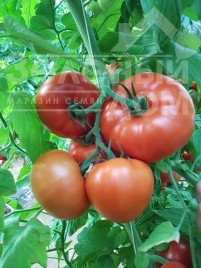 Насіння томатів Сігнора F1 / Signora F1,65-70 днів купити оптом і в роздріб в Україні за вигідною ціною