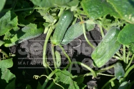 Семена огурцов Убеда F1 / Ubeda F1,45-48 дней купить оптом и в розницу в Украине по выгодной цене