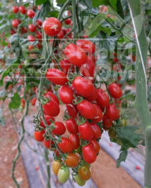 Насіння томатів Цуккеріно F1 / Zukkerino F1 купити оптом і в роздріб в Україні за вигідною ціною