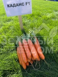 Семена моркови Каданс F1 / Kadans F1,135 дней купить оптом и в розницу в Украине по выгодной цене