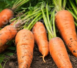 Насіння моркви Лас Сайнтес / Las Saintes купити оптом і в роздріб в Україні за вигідною ціною