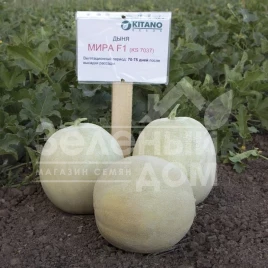 Семена дыни Мира F1 / Mira F1,70-75 дней купить оптом и в розницу в Украине по выгодной цене
