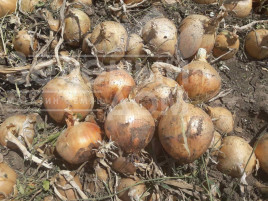 Цибуля ріпчаста Вірджиліо F1 / Virdzhilio F1,80 днів купити оптом і в роздріб в Україні за вигідною ціною