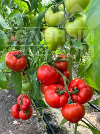 Насіння томатів Костаред F1 / Сostared RZ F1 купити оптом і в роздріб в Україні за вигідною ціною