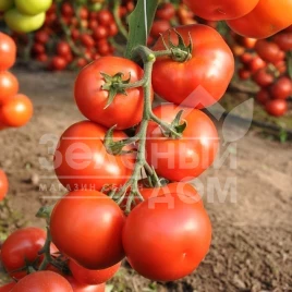 Семена томатов Айвенго F1 / Ivanhoe F1 купить оптом и в розницу в Украине по выгодной цене