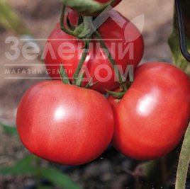 Насіння томатів Розализа F1 / Rosaliesa F1,87-90 днів купити оптом і в роздріб в Україні за вигідною ціною